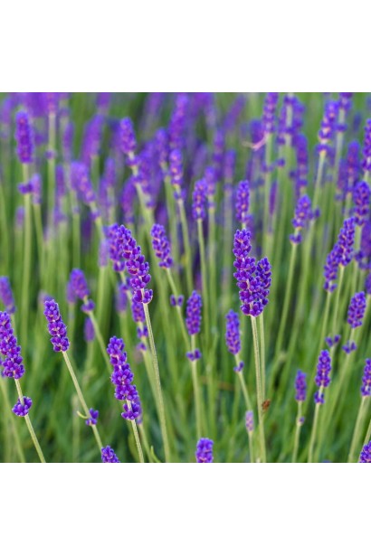 Лаванда англійська Ізіда колосовидні фіолетові суцвіття